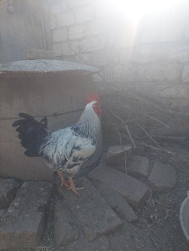 Xüsusi rəng çaları olan xoruz - Cinsəoxşar görünüş: ağ-qara ləkəli — 2