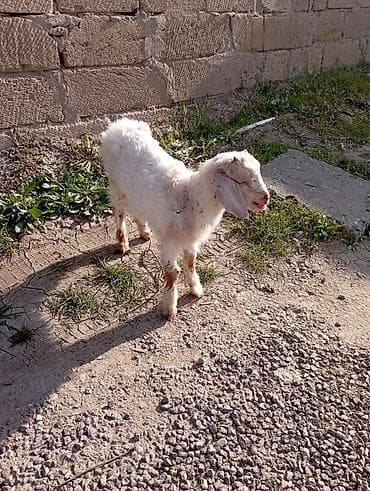 ucuz keci: Salam Adı Cimi "Dir )))) 2 Ay Yarımlıq Erkek Barter toyuq, Lal Ördək — 6