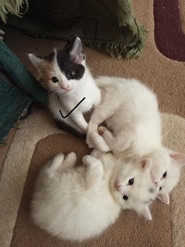 siyam pisiyi: Britan — 8