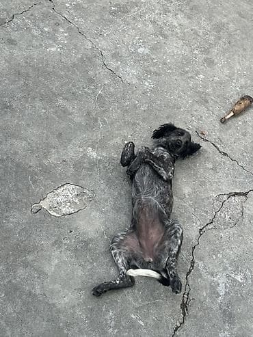 cane corso tap az: 3 ay, Dişi — 4