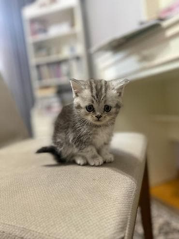 Pişiklər: Britan, Ünvandan götürmə — 3