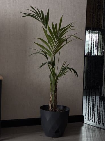 Digər bitkilər: Tebii palma Xoveya — 1