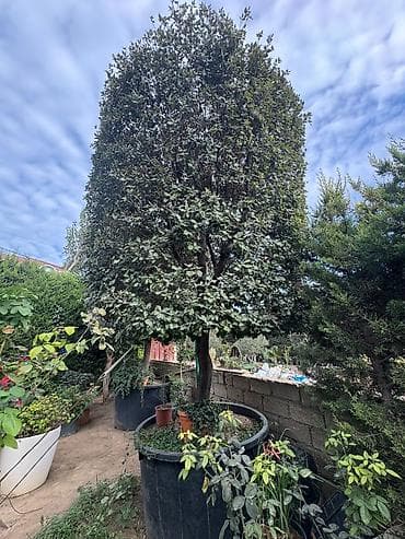 donuz sala: Evergreen dekorativ ağac – formalı tacla - Bitki tipi: Həmişəyaşıl — 8