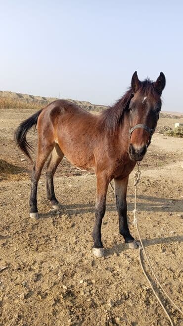 Inəklər, öküzlər: At minik üçün gənc qəhvəyi at - Rəngi: qır (qəhvəyi), alınında kiçik — 2