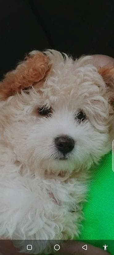 Şirin, xırda ölçülü balaca it balası - Cins: kiçik ölçülü, qıvrım