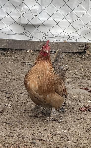 hinduska balasi satilir 2019: Toyuq, Brama, Damazlıq — 2