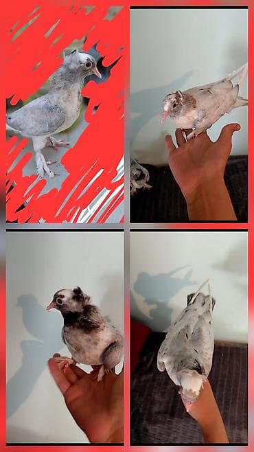 🕊️ Satılır cavan oynaq göyərçinlər Sağlam və çox gözəl göyərçinlərdir at lalafo.az 🕊️ Satılır cavan oynaq göyərçinlər Sağlam və çox gözəl göyərçinlərdir