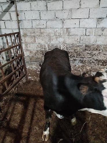 ala inek: Salam aleykum kim isdese desin — 5