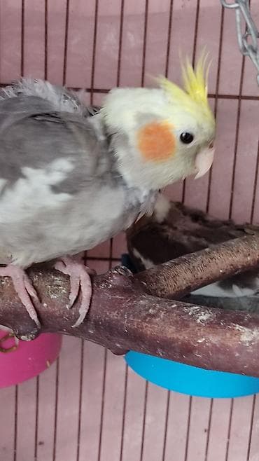 balaca tuklu it: Məhsul: Nimfa (Cockatiel) cücələri Xüsusiyyətlər: - Növ: Nimfa — 5