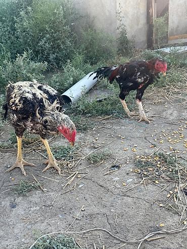 heleb kecileri satilir: Heyratılar satılır qiymet razılaşma yolu ilə — 4