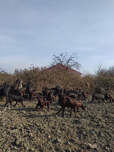 cins piwikler: Super damazliq heleblermiz ve turk kecilermiz geldi kime maraqlidsa — 5