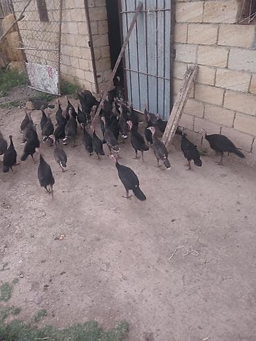 Kənd təsərrüfatı quşları: Dişi, Damazlıq, Ünvandan götürmə — 2