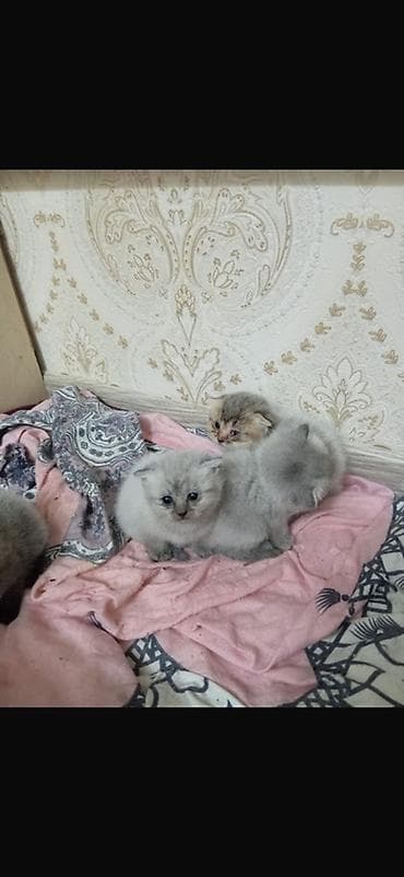 Британская — 2