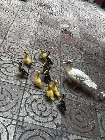 Heyvanlar: Dişi, | Lal ördək, Yumurtalıq — 2
