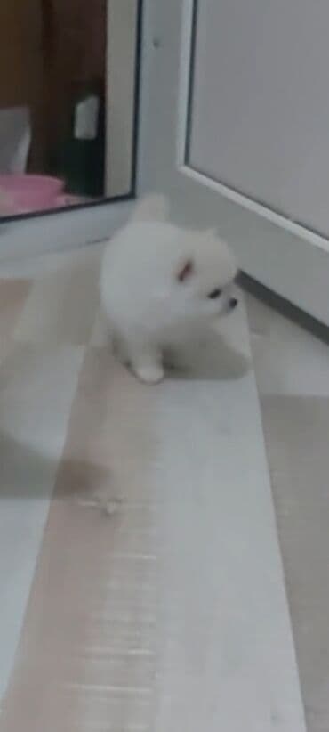 coban iti satiram: Şpitz, 1 ay, Erkek — 5