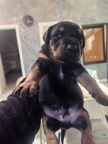 pulsuz it satilir: Doberman, Pulsuz çatdırılma — 10