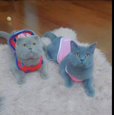 profil ucun pisik sekilleri: Şotland — 5