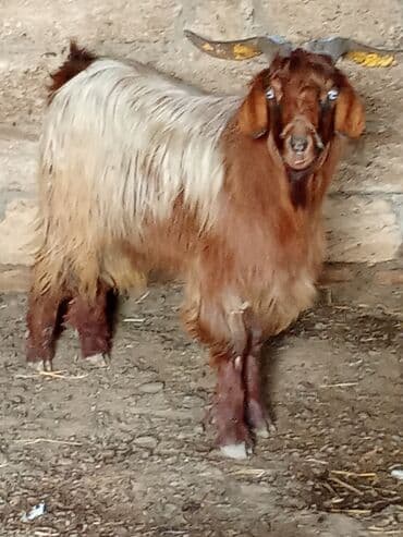 Qoyun-keçi təsərrüfatı üçün erkək keçi - Cins: yerli dağ keçisi tipli
