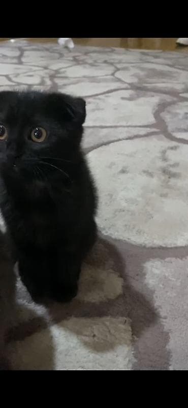 paroda itlerin satisi: Şotland, Dişi, Yaxşı əllərə, Ünvandan götürmə — 1