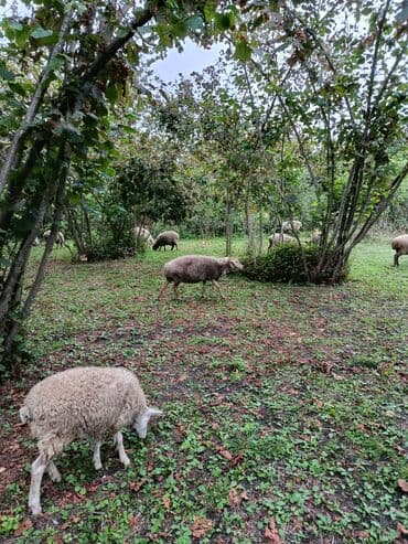 купить аквариум в баку: Bir neçə qoyun yaşıllıq sahəsində otlayır. Onların tünd qəhvəyi və ağ — 1