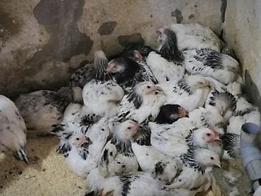 Toyuq cücələri, Damazlıq lalafo.az -da Toyuq cücələri, Damazlıq