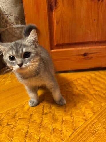 немецкий дог: Самец, В добрые руки, Платная доставка, Доставка в районы, Самовывоз — 6