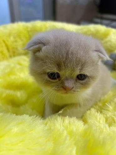 pişim: Şotland — 7