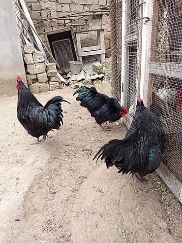 Akvariumlar: Məhsul:avstroloq damazlıq xoruzlar .10 ayliq əlaqə nomre 070 253 14 11 — 4