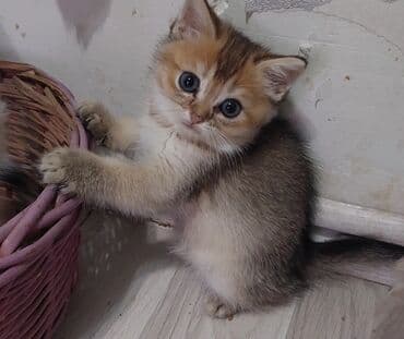 pişik paltarları: Şotland, Erkək, Dişi, Yaxşı əllərə, Ünvandan götürmə — 7