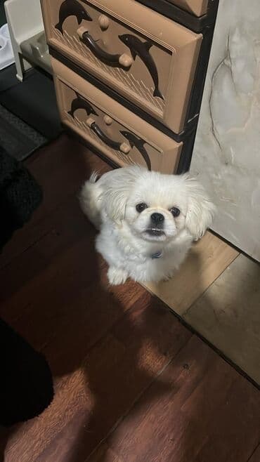 it xaltalari satisi: Pekines — 1