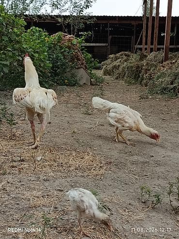 satdig quslar: Ağ rəngli xoruz 11 aylig xoruz du heç bir prablemi yoxdu vaksinləri — 9