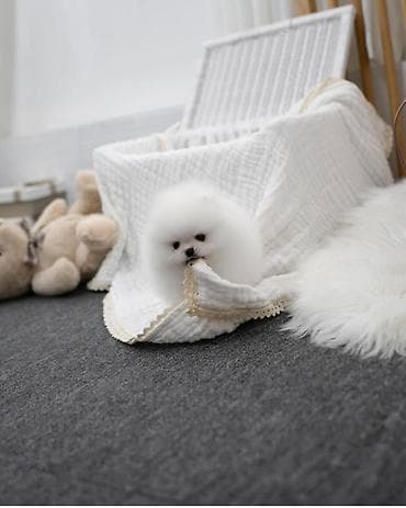 hovsanda cuce satisi: Şpitz, 1 ay, Dişi, Sənədli — 1