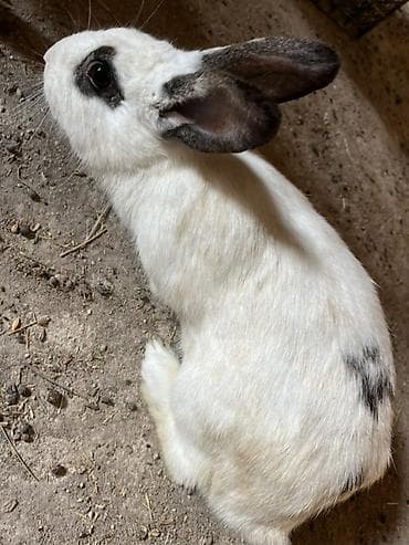 Akvariumlar: Ağ-qara rəngli ev dovşanı - Cins: qarışıq ev dovşanı - Rəng: ağ fon — 6