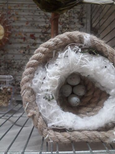 tuk tuk az: Hazir cut bulbuller 1yas yarimliq erkeyin 2yasi var Bala alinib — 1