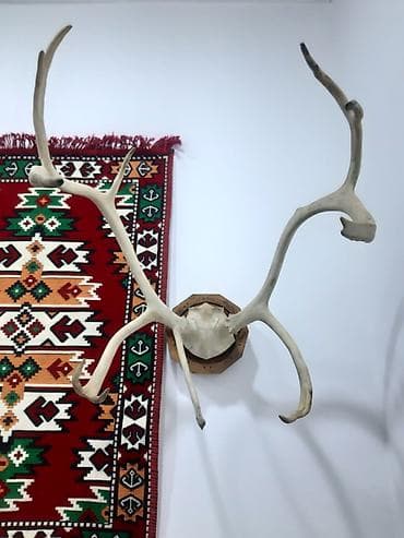 buynuzu: Divar Dekoru – Trophə Buynuz Kompozisiyası - Material: təbii heyvan — 1