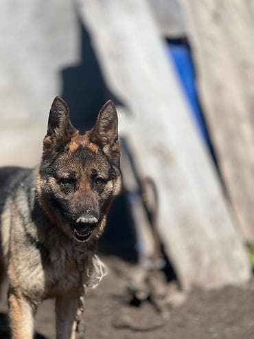 heyvan hekimi: Alman çoban iti, 10 ay, Dişi, Ünvandan götürmə — 2