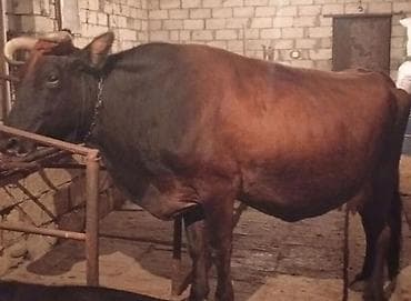 Damazliq Maldi Südlük Maldi — 2