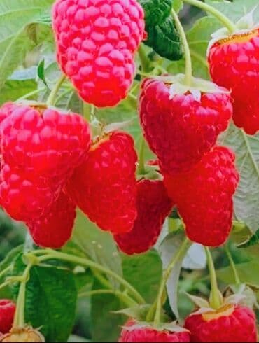 саженцы малины зюгана: Moruq tingləri məhsuldar Polka qırmızı və sarı növlər Məhsulun — 1