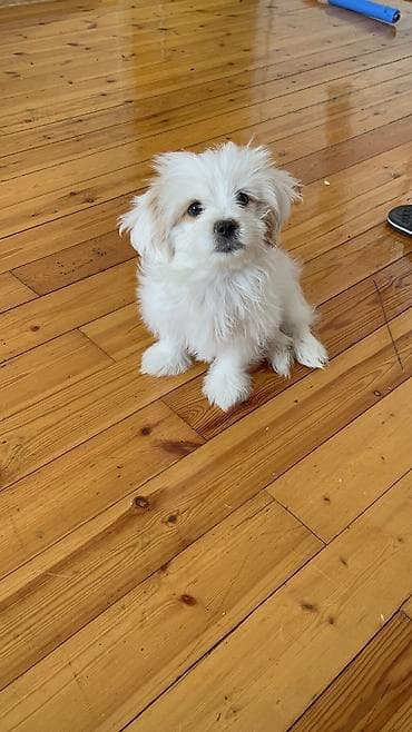 samoyed satilir: Malta bolonka, 2 ay, Dişi, Peyvəndli, Ünvandan götürmə — 8