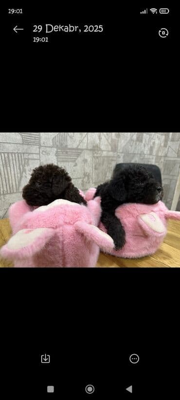 pudel it satisi: Pudel, 2 ay, Erkek — 1