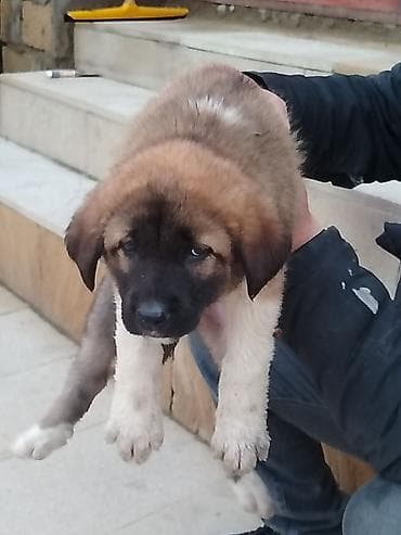 it adlari oglan: Qurdbasar, 1 ay, Erkek, Pulsuz çatdırılma — 2