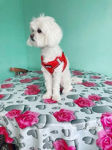 Heyvanlar üçün mallar: Maltese balonka tam saglam heyvandir butün peyvent ve qurt dermanlari — 4