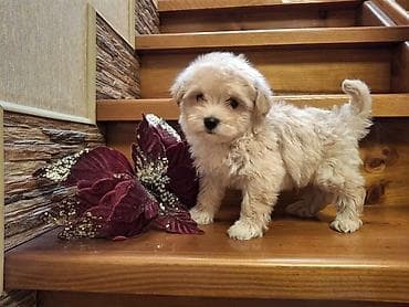 сколько стоит собака бу: Пудель — 4