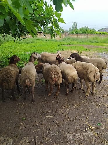 клетки для кур несушек купить в бишкеке: Fərqli çəkilərdə qurbanlıq qoçlar satılır. 6 aydan yuxarı sağlam — 4