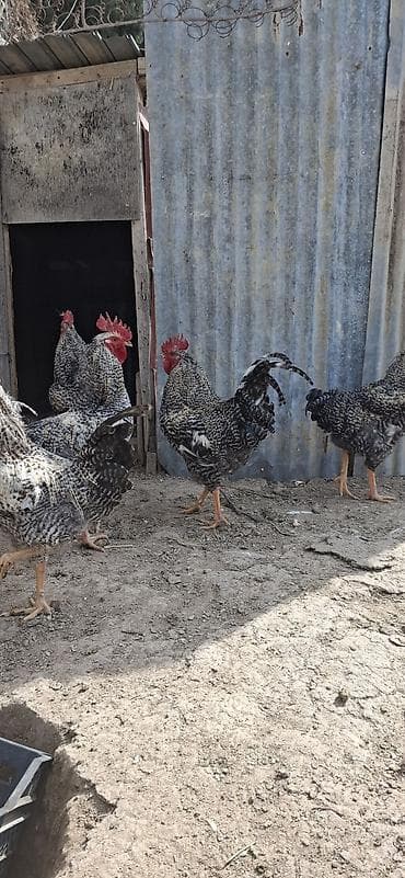 Pişiklər: Təmiz qan,Türkiyədən gəlmə Xarkov xoruzları(damazlıq).Xoruzlar 11 — 7