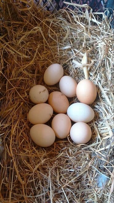 İçkilər: Məhsul: Təbii toyuq yumurtası - Rəng: Açıq krem-ənlik çalarlarında — 2