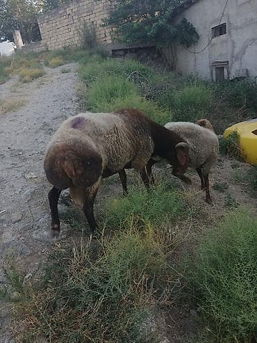 bakida at bazari: Qoyun və qoç – 2 baş

bogaz qoyun və qoc cüt satıram 700m — 3
