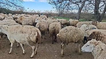 Грызуны: Самка, лет: 1, 50 кг, Для разведения, Самовывоз — 7