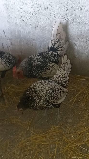 K/t heyvanları üçün mallar: Toyuq, Damazlıq — 1