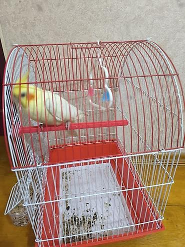 tutuquşu yemi: 1 ədəd Tutuquşu və Qəsəf ikisi bir yerdə satılır qiyməti 50 manat — 1